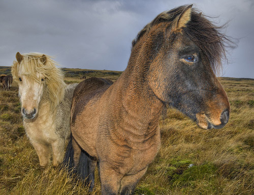 Horse in Iceland Horse in Iceland