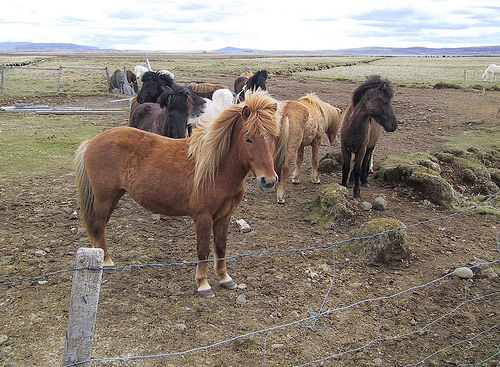 Horses in Iceland Horses in Iceland