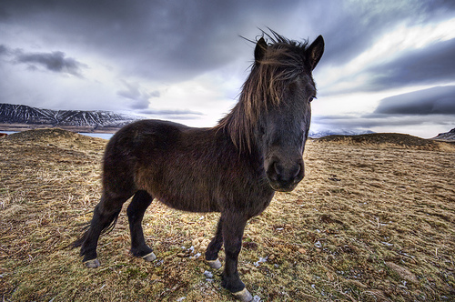 Icelandic Horse