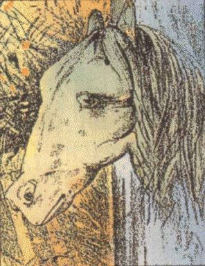 Horse Optical Illusions The Equinest