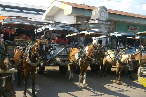 Horse in Indonesia