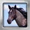 Horses Flip: Breed Flashcards