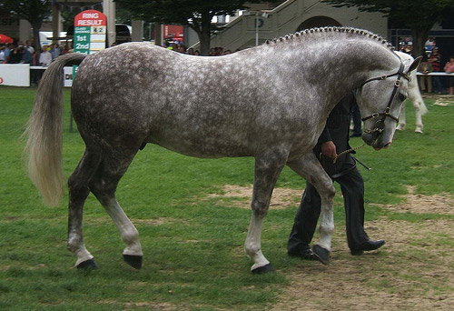 Irish Draft Horse