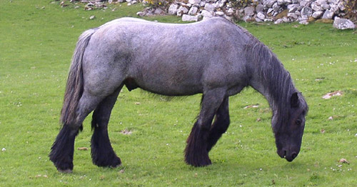 Irish Draft Horse