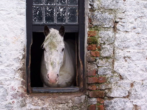 Horse in Ireland