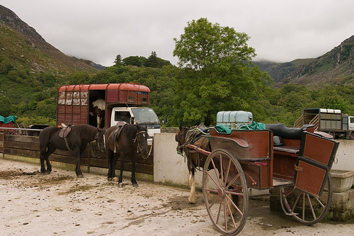 Horse in Ireland