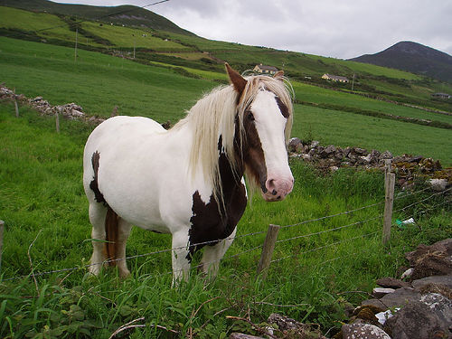 Horse in Ireland