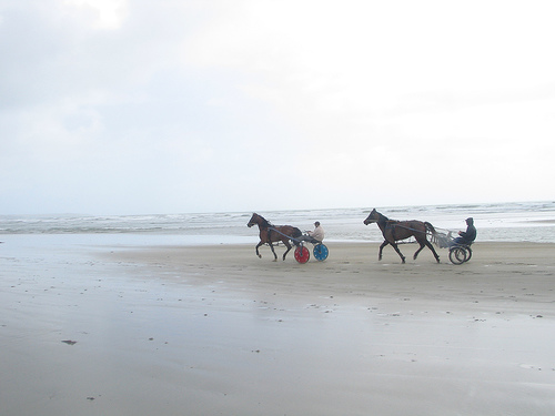 Horse in Ireland