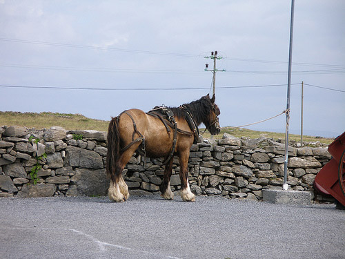 Horse in Ireland