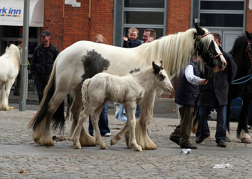 Horse in Ireland