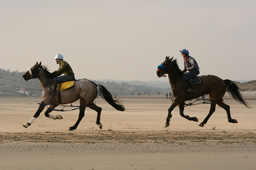 Horse in Ireland