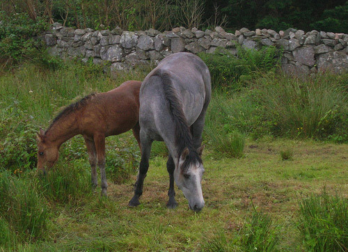 Horse in Ireland
