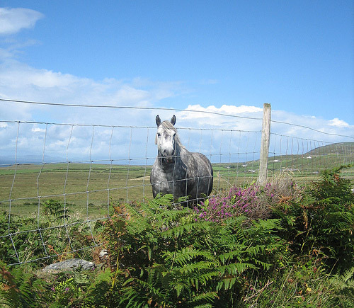 Horse in Ireland