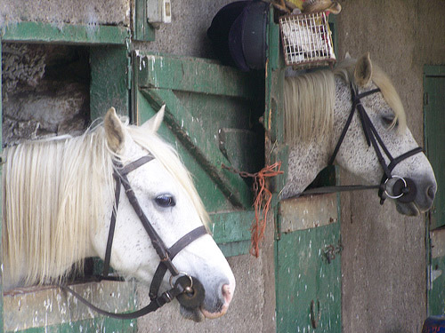 Horse in Ireland