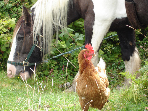 Horse in Ireland