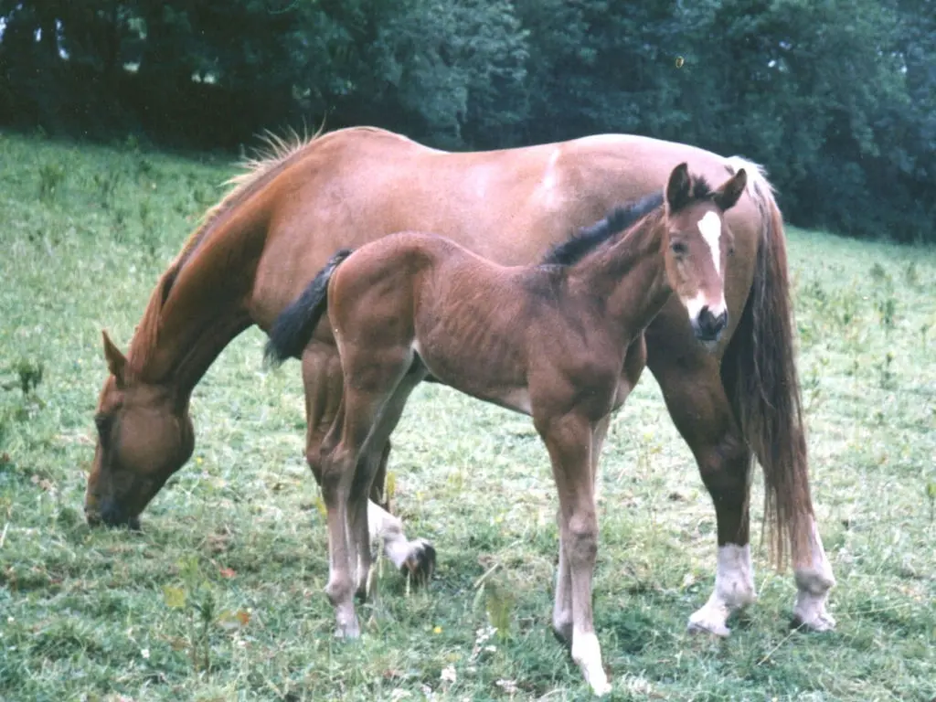 Irish Sport Horse