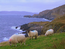 Irish Sheep