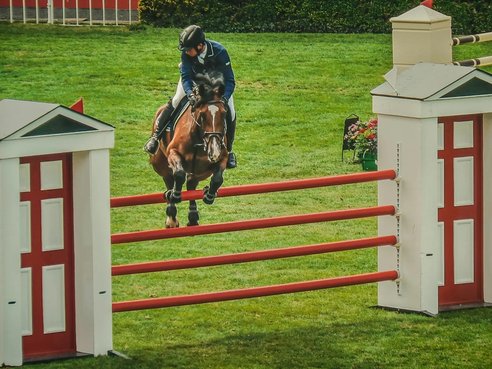 Irish Sport Horse