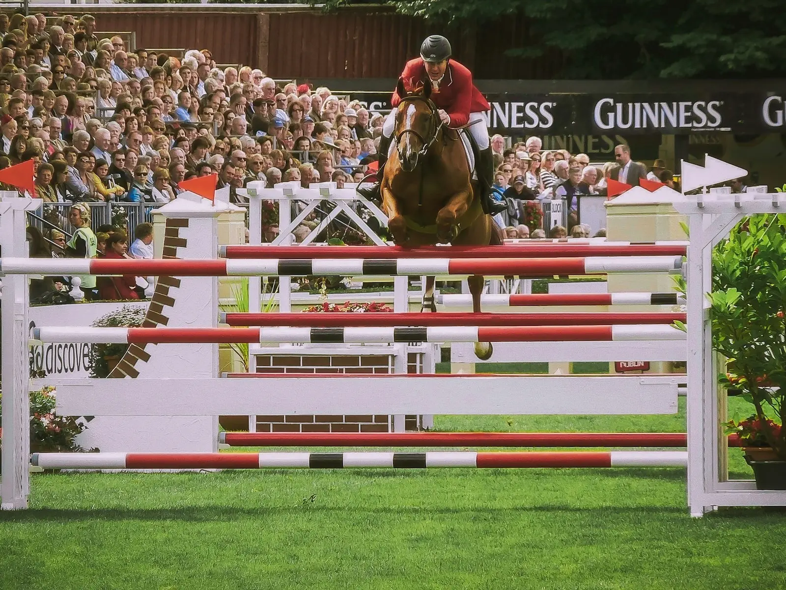 Irish Sport Horse