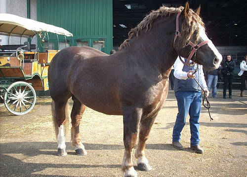 Italian Heavy Draft Horse