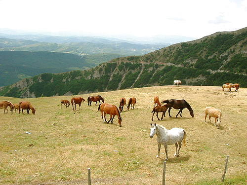 Horse in Marches, Italy Horse in Italy