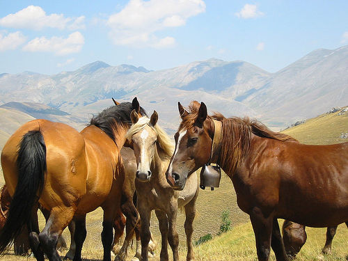 Horses in Italy Horse in Italy