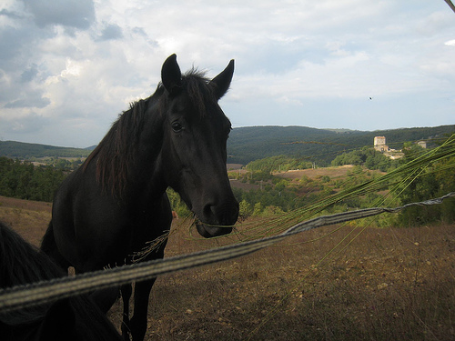Horse Head in Italy Horse in Italy