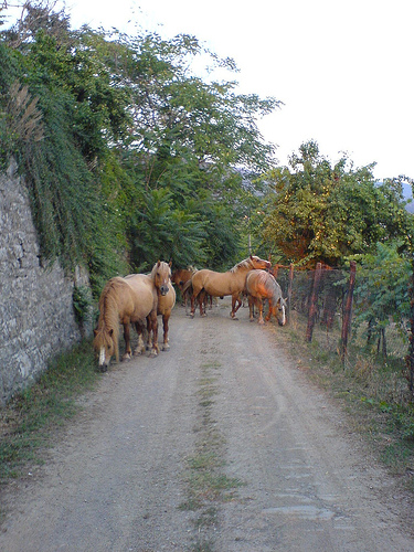 Wild Horses in Italy Horse in Italy