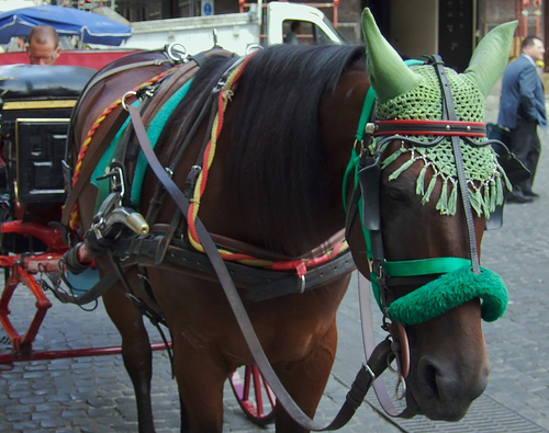 Horse in Italy Horse in Italy