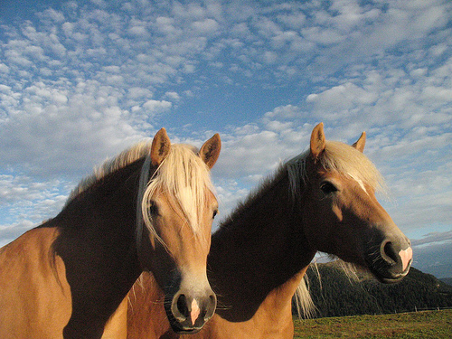 Horses in Italy Horse in Italy