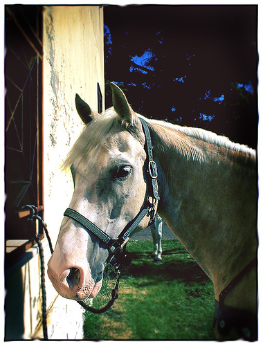 Guglionesi Horse in Italy Horse in Italy