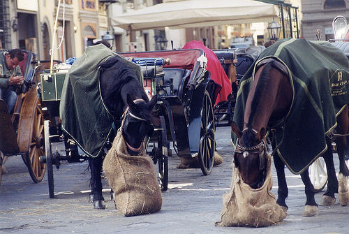 Horse in Florence, Italy Horse in Italy
