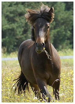 Horse running with hair back