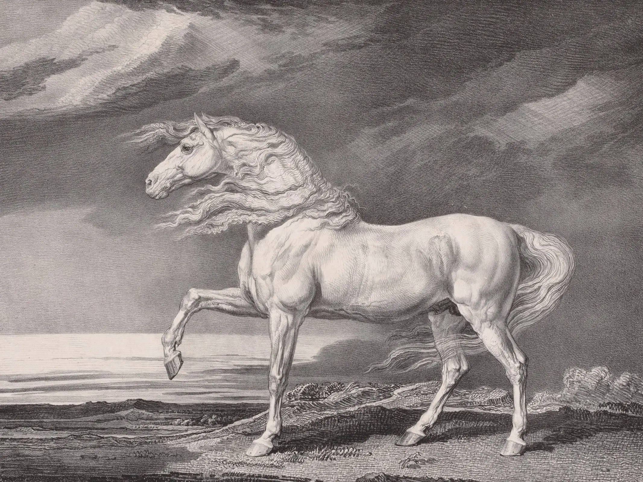 Fourteen Celebrated Horses- Adonis