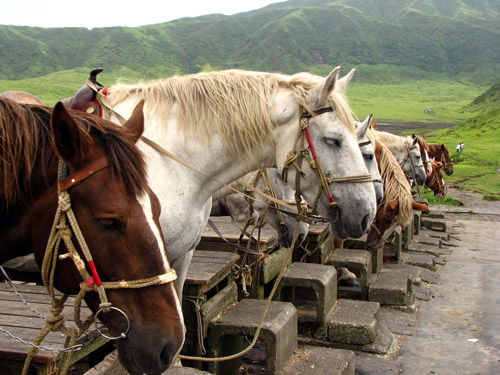 Kusasenri Horses Kusasenri Horses
