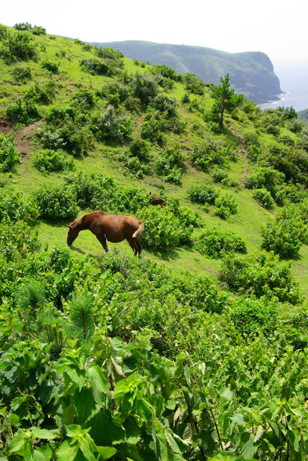 Lone horse grazing on Japanese hillside Lone horse grazing on Japanese hillside