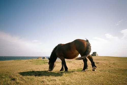 Kandachime Horse Kandachime Horse