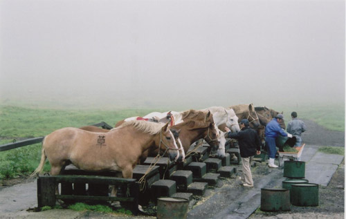 Kusasenri Horses Kusasenri Horses