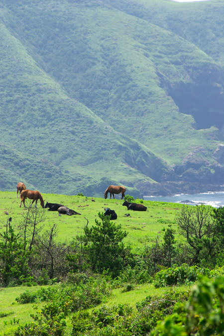 Harmony Horses and cattle on Japanese hillside