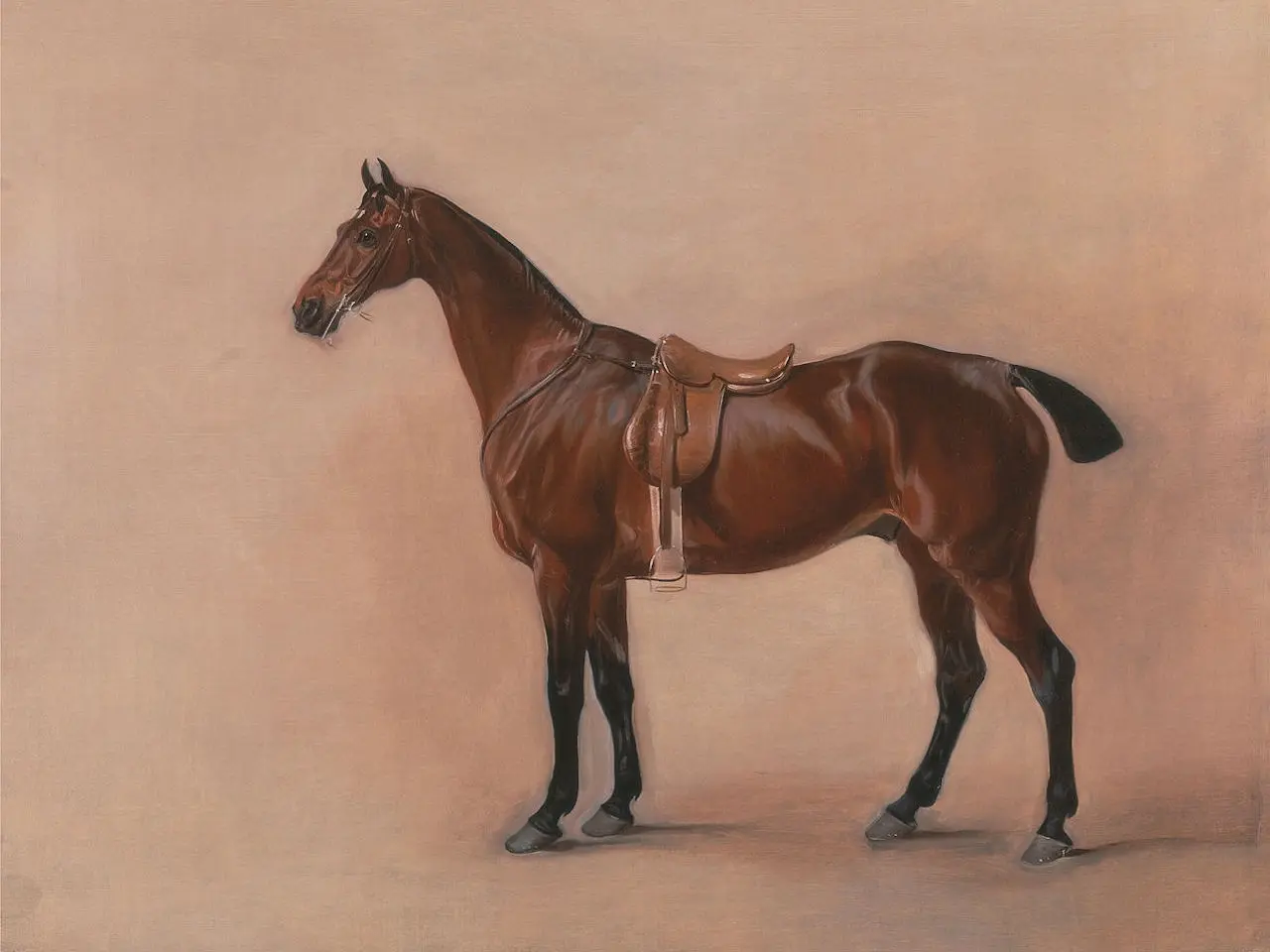 Study of a Saddled Bay Hunter