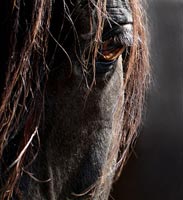 Julie Blair Photography
