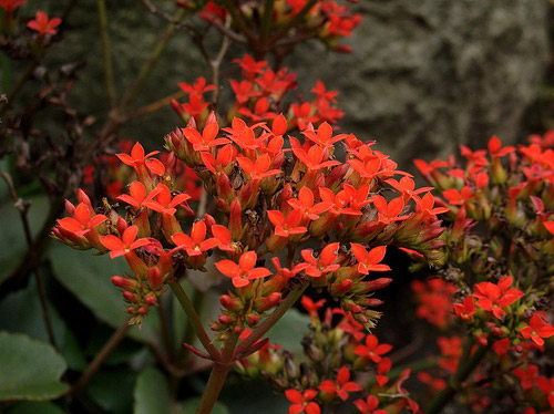 Kalanchoe