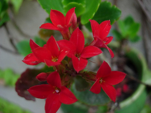 Kalanchoe