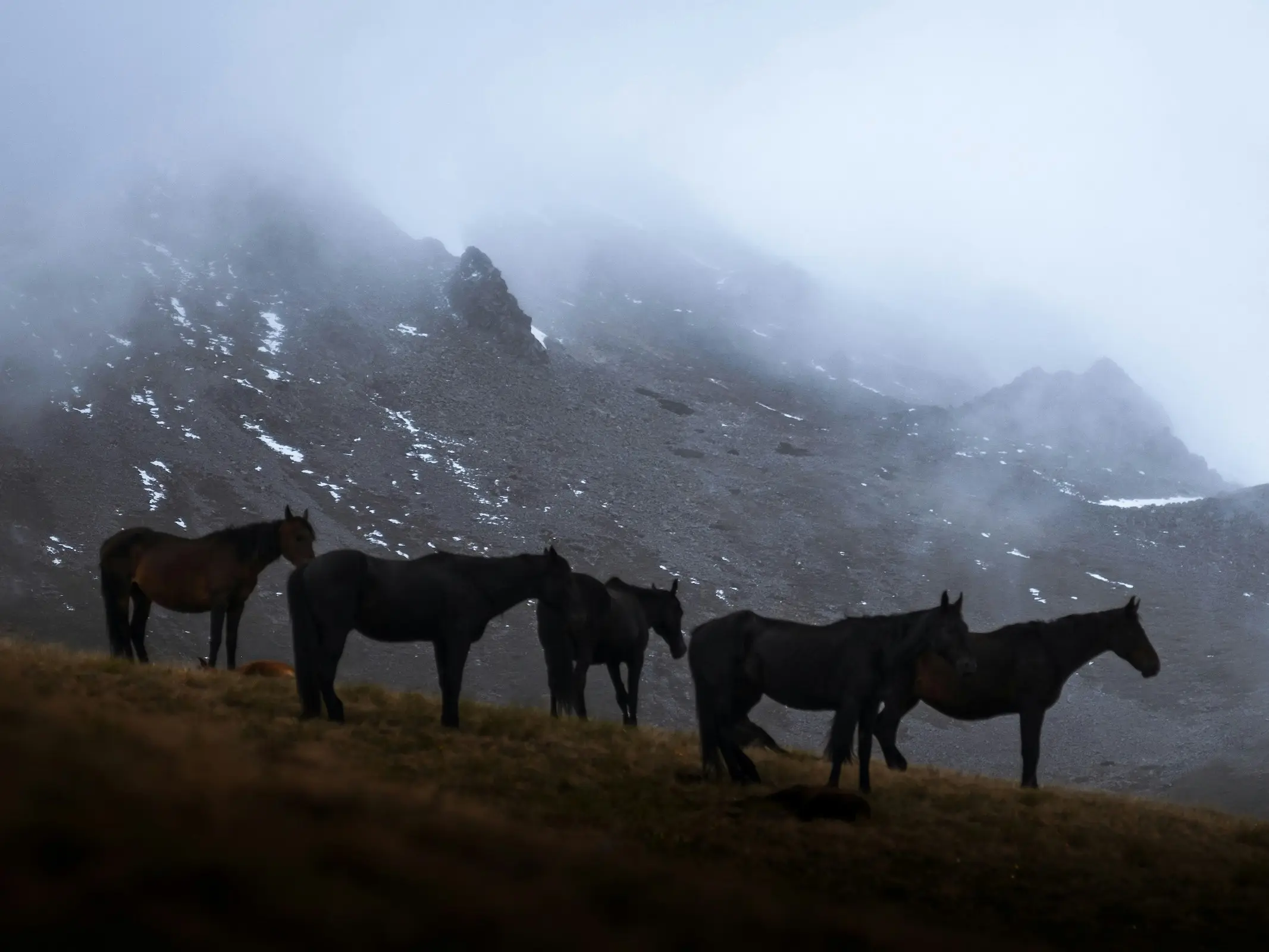 Karachai Horse