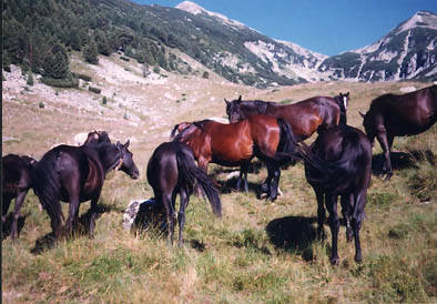 Karachai Horse