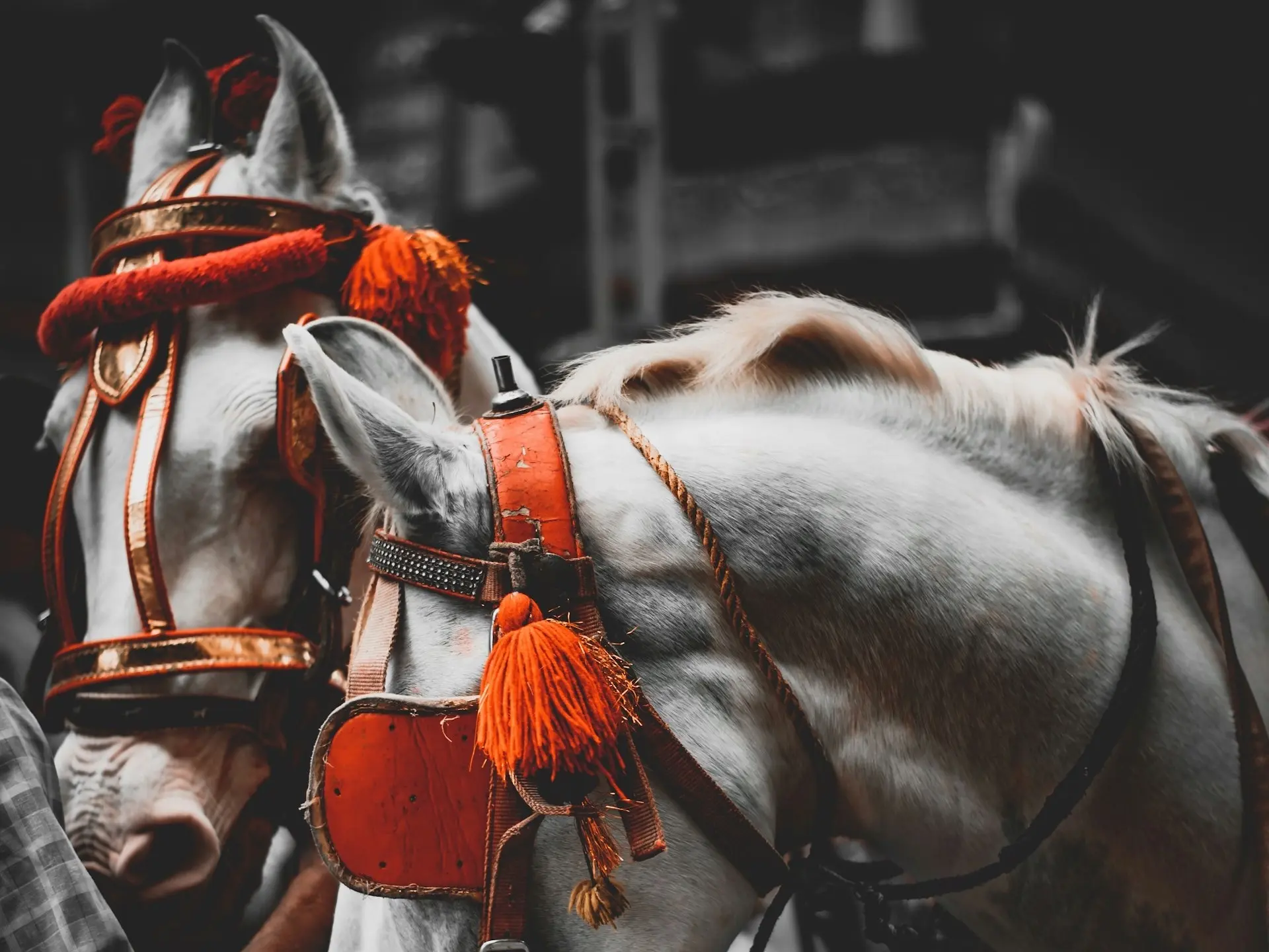 Kathiawadi Horse