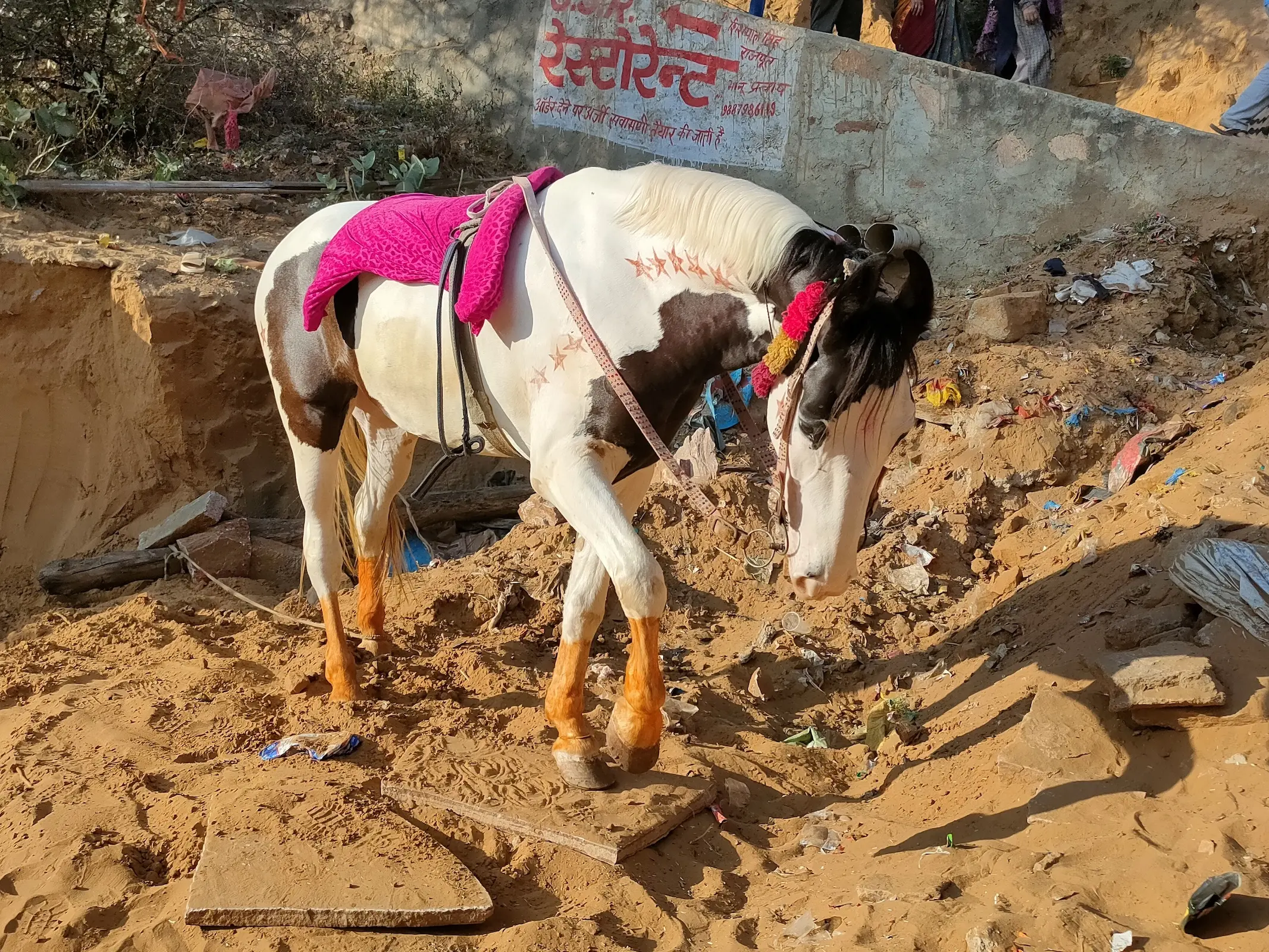 Kathiawadi Horse