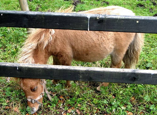 Kerry Bog Pony
