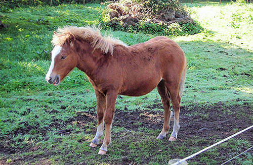 Kerry Bog Pony