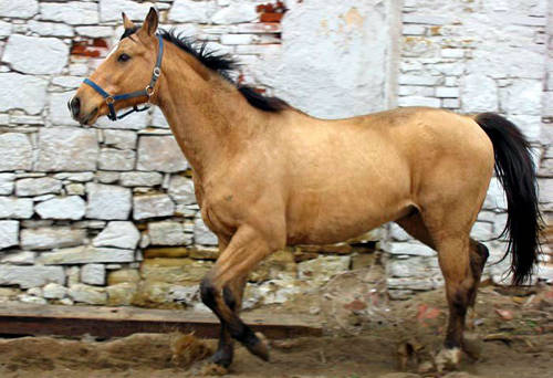 Kinsky Horse